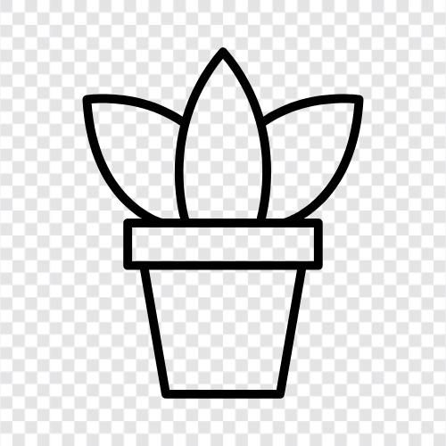 wachsende Topfpflanze, Topfpflanze in Innenräumen, saftige Topfpflanze, Topfpflanze symbol