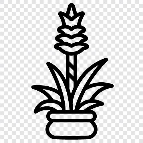 guzmania Pflanze, guzmania Pflanze Pflege, guzmania symbol