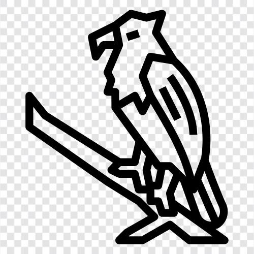 hawkeye, falcon, hunting, bird icon svg