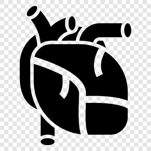 heart, cardiovascular system, blood vessels, heart valves icon svg