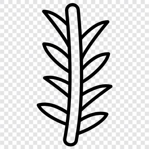 herb, rosemary oil, rosemary tea, rosemary extract icon svg