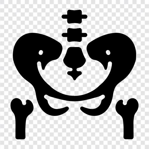 Hüftknochen, Rippenknochen, Brustbein, Klavikel symbol