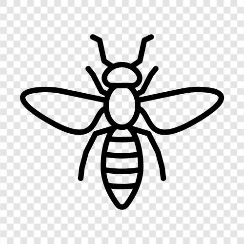 honey, pollination, swarm, colony icon svg
