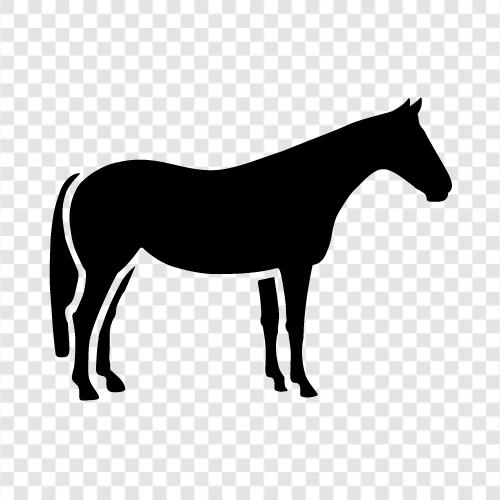 horse racing, horseback riding, horse breeding, horse care icon svg