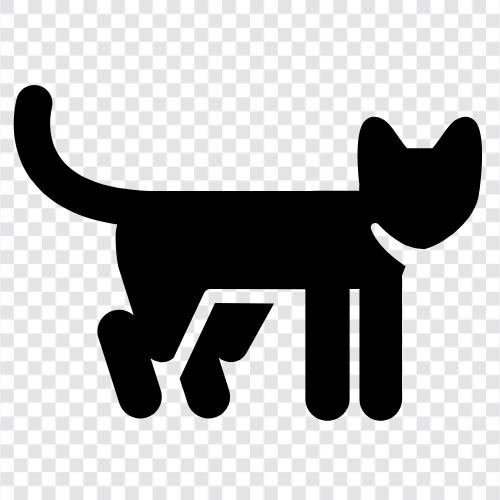 Hauskatze, Katzen, Haustiere, Katze symbol