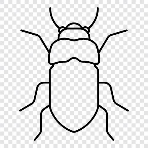 house fly, entomology, beetle, bug icon svg