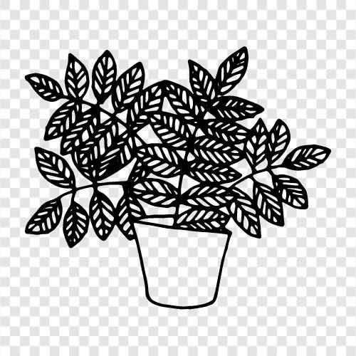 Hauspflanze, Sukkulente, Kaktus symbol