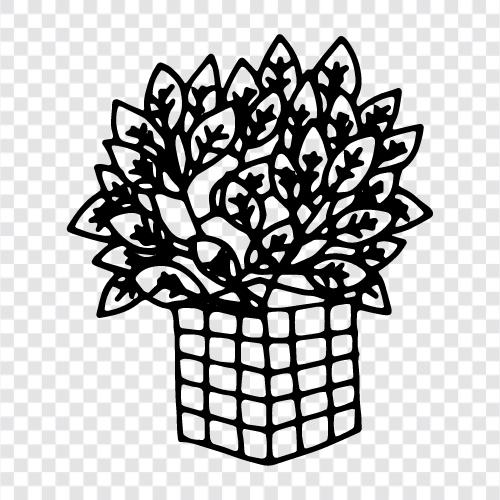 Hauspflanzen, Hauspflanzen zum Verkauf, Hauspflanze symbol