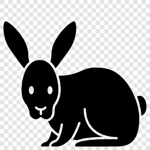 Haus Kaninchen, Hase, Kavy, Haustier Kaninchen symbol