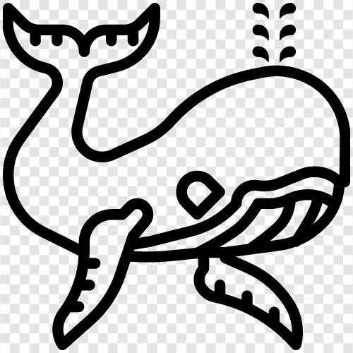 Humpback, Sperm, Calf, Killer icon svg