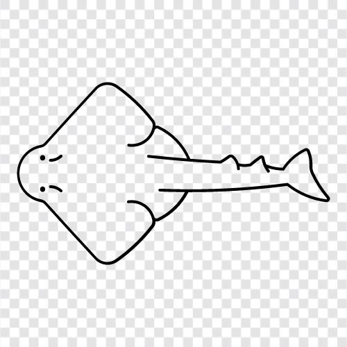 ichthyology, shark, teeth, anatomy ikon svg