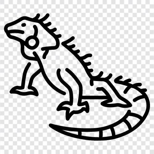 iguana, lizards, pet, care icon svg