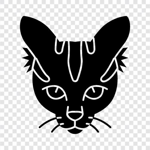 indoor Katze, Hauskatze, schwarze Katze, weiße Katze symbol