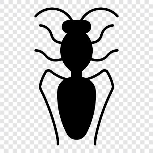 insect, crustacean, arachnid, spider icon svg