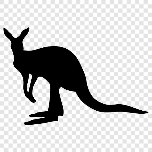 joey, animal, marsupial, Kangaroo icon svg