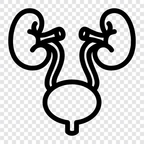 kidney, kidney disease, nephrologist, renal icon svg