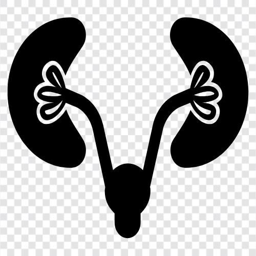 kidneys disease, kidney failure, kidney transplant, renal failure icon svg