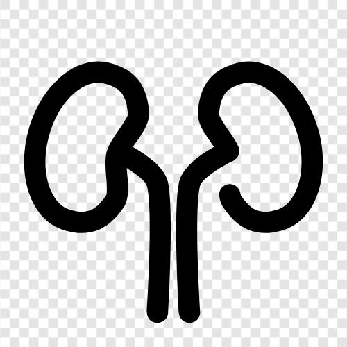 Nieren, Nierenversagen, Nephrologie, Nierenerkrankung symbol
