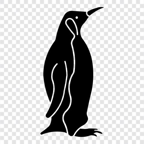 kral penguen, imparator, kral, deniz ikon svg