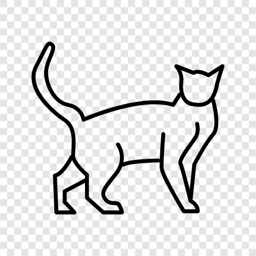 kitten, feline, house cat, pet icon svg