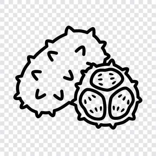 Kiwanobaum, Kiwanobeeren, Kiwanoblätter, Kiwano symbol