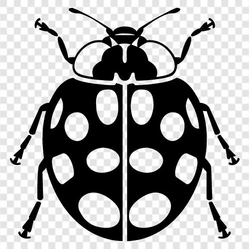 Ladybug icon svg