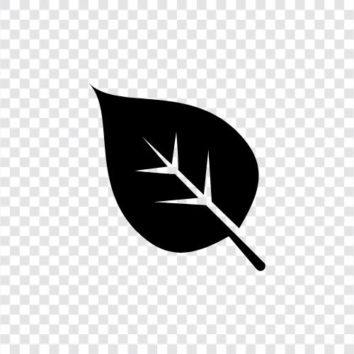 leaves, plant, green, growth icon svg