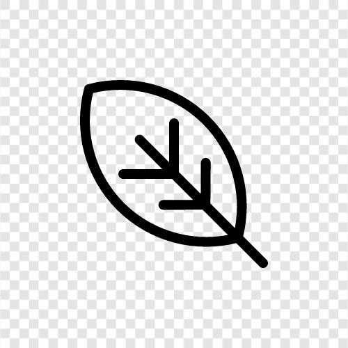 leaves, blade, blade length, width icon svg