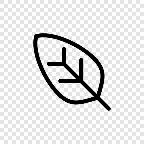 leaves, blade, blade width, width icon svg