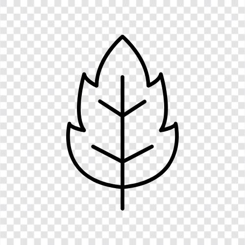 Blätter, Laub, Botanik, Biologie symbol