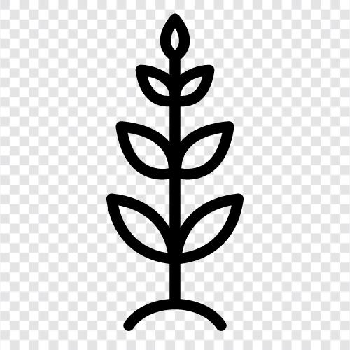 Blätter, Pflanzenblätter, saftige Blätter, Kakteenblätter symbol