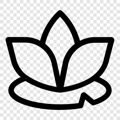 Lotusblütentee, Lotusblütenextrakt, Lotusblütentinktur, Lotusblume symbol