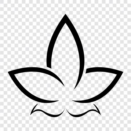 Lotus, Blume, Blumen, Schön symbol