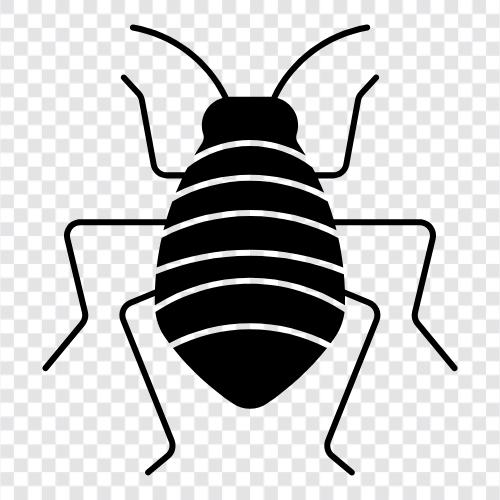 louse, pest, infestation, bed bug icon svg