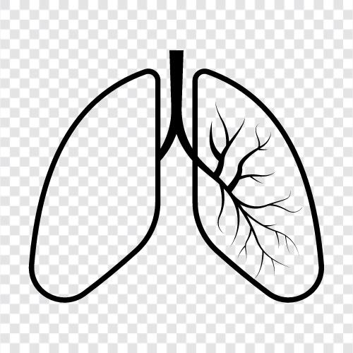 akciğerler, nefes alma, hava, oksijen ikon svg
