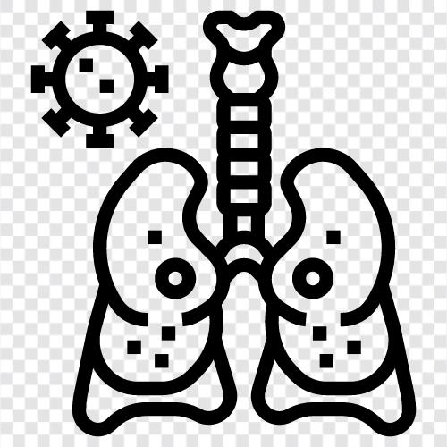 Lungen, Bronchien, Brustkorb, Herz symbol