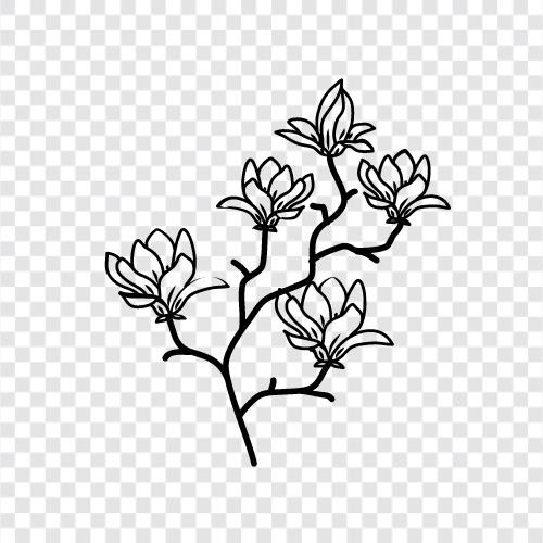 Magnolia Blossom, Magnolia Tree, Magnolia Flower, Magnolia Leaves icon svg