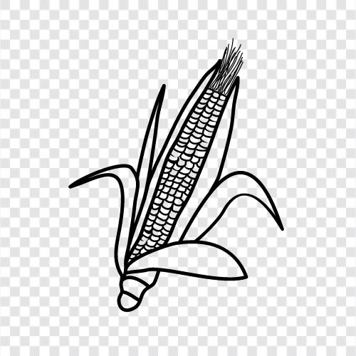 maize, grains, farm, agriculture icon svg