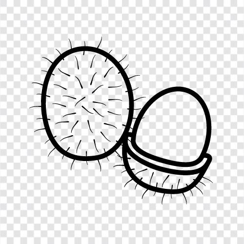 Malaysian Rambutan, Indonesian Rambutan, Indonesian Rambutan fruit, Rambutan icon svg