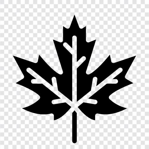 Maple Leaf, Maple Leaf coins, Maple Leaf banknotes icon svg