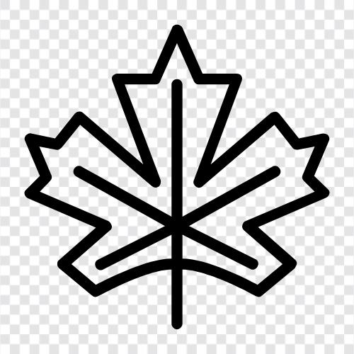 Maple Leaf Bank, Maple Leaf Gardens, Maple Leaf Foods, Maple Leafs symbol