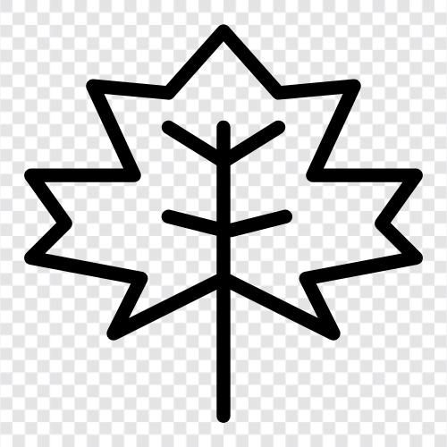 Maple Leaf Coins, Maple Leaf Bank, Maple Leaf Notes, Maple Leaf Club icon svg