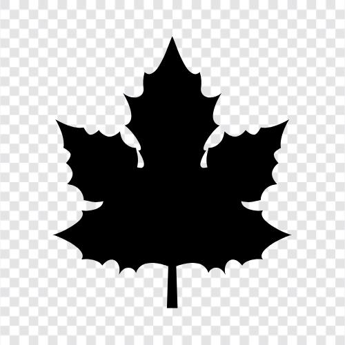 Таверна с кленовым листом, кленовые листья, хоккей с кленовым листом, торонтские кленовые листья Значок svg