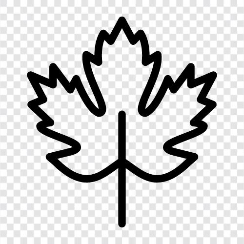 Maple syrup, Maple trees, Maple leaves, Maple leaf patterns icon svg