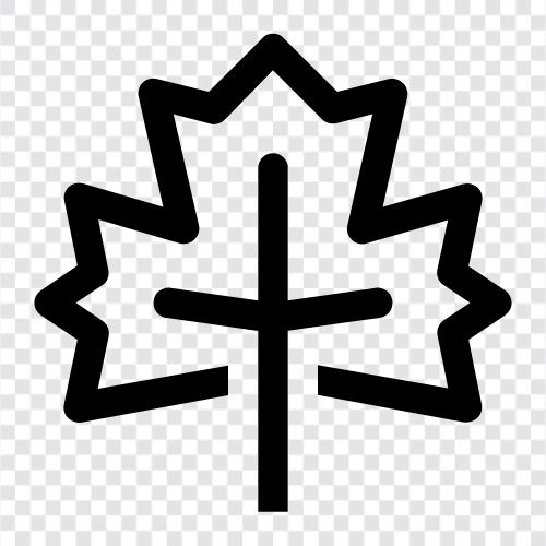Maple syrup, Maple tree, Maple leaves, Maple bark icon svg