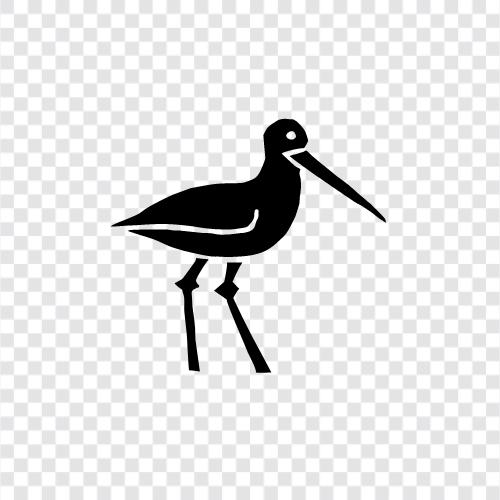 Marbled Duck, Marbled Teal, Marbled Shoveler, Marbled Godwit icon svg