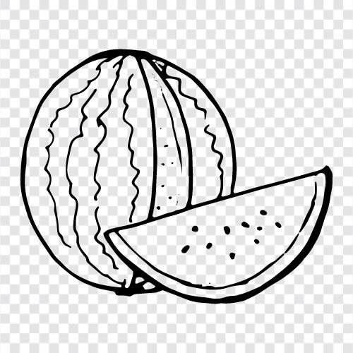 melons, cantaloupe, honeydew, fruit icon svg