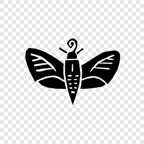 Monarch Moth, Butterfly, Lepidoptera, Animal icon svg