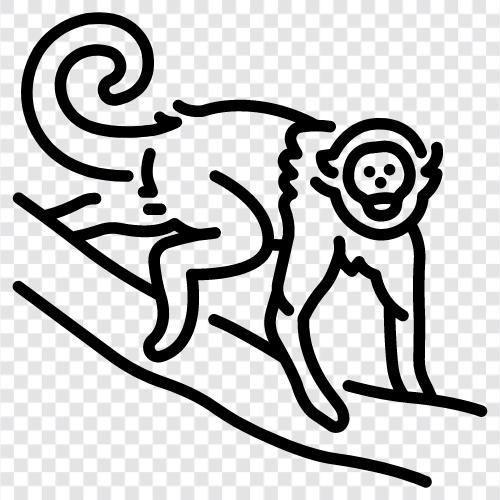 Affen, Gibbon, Tamarin, Kapuziner symbol