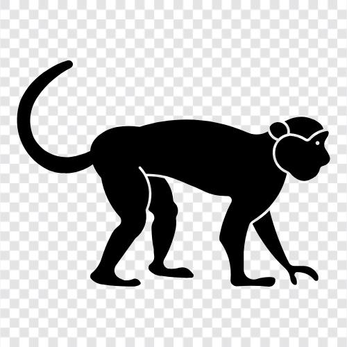 maymun, primate, gibbon, mandrill ikon svg